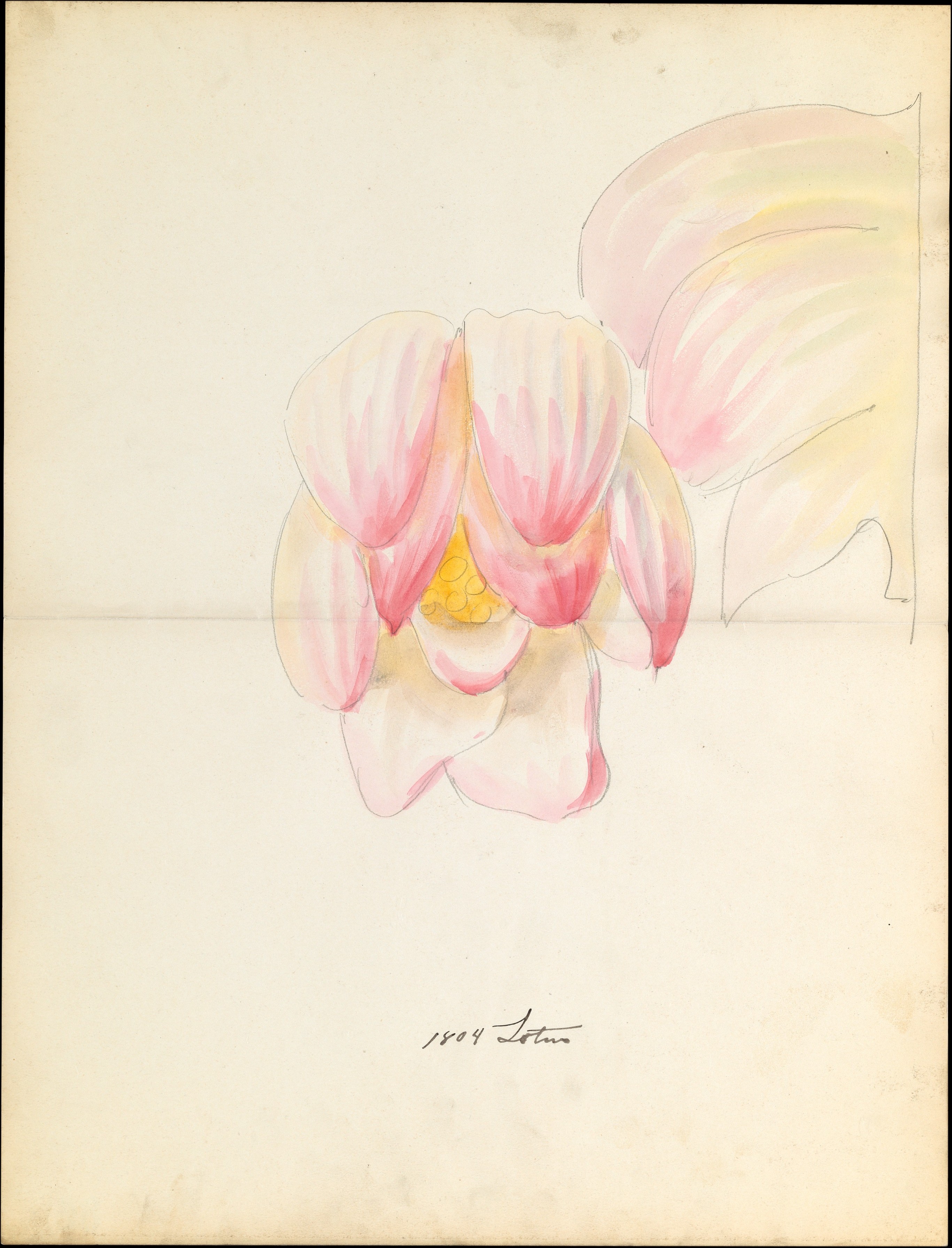 Design drawing of a lotus blossom, 1804, with pink and yellow watercolor washes and pencil outlines.