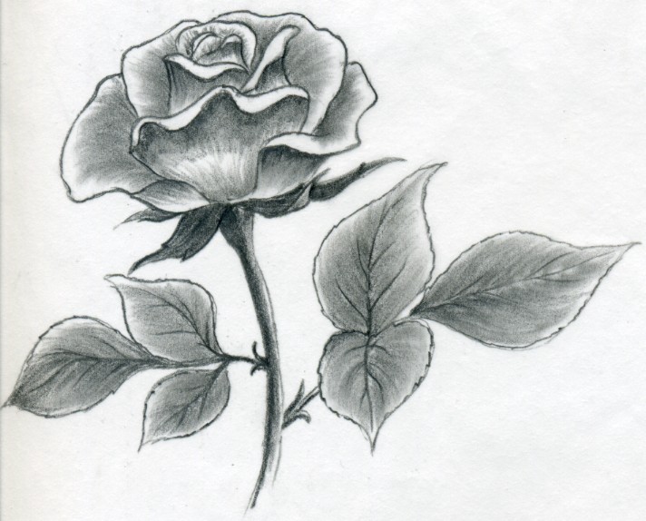 Pencil drawing of a single rose with leaves