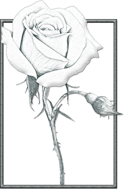Pencil sketch of a single grey rose with a bud and thorny stem, framed by a decorative border.