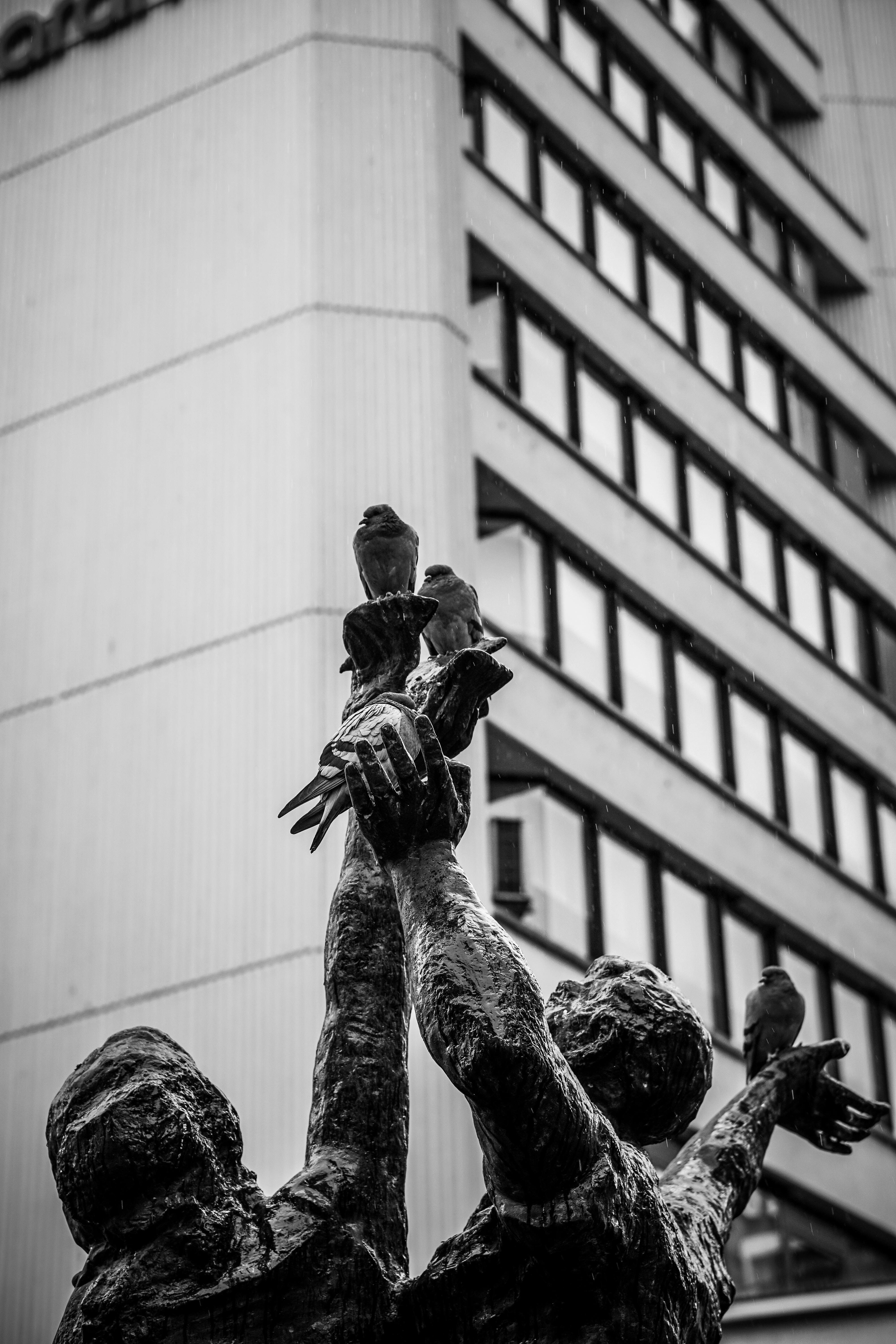 Black and white photo of a bronze sculpture of two figures reaching upwards, with several birds perched on their outstretched hands and arms, set against a modern building in the rain.